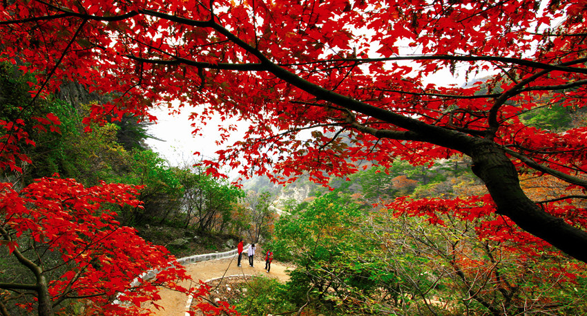 木札嶺紅葉